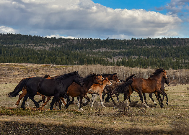 Wild horses on the run