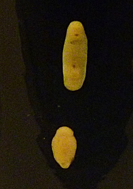 Clinostomum detruncatum (10-9-21 Naturistorisches Museum Wien, leg in Brasil en Mycteria americana)