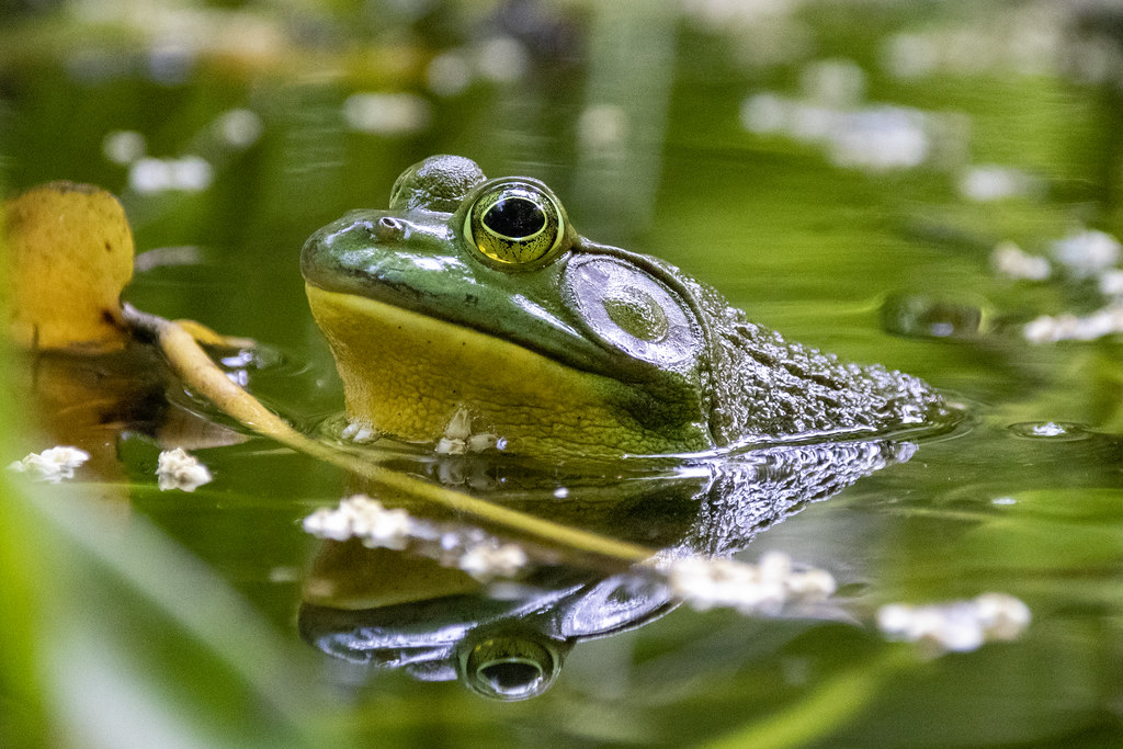 bullfrog in the pond at Tregaron Conservancy