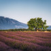 "Colors of provence"