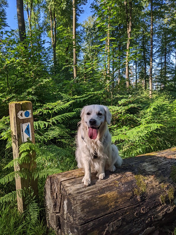 Dog sitting on a log in a green spring forest