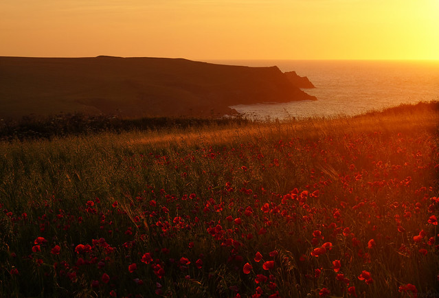 Sea of Poppies, Newquay