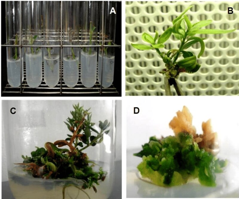 In-vitro-establishment-of-olive-A-nodal-segment-of-olive-cultivars-cultured-in-vitro