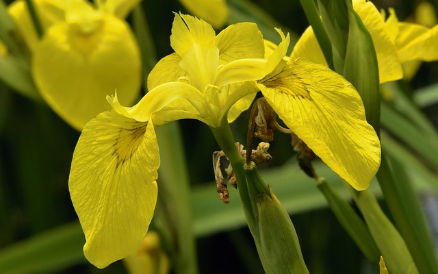 An der Badestelle Fresendelf - Sumpf-Schwertlilie (Iris pseudacorus); Nordfriesland (17a)