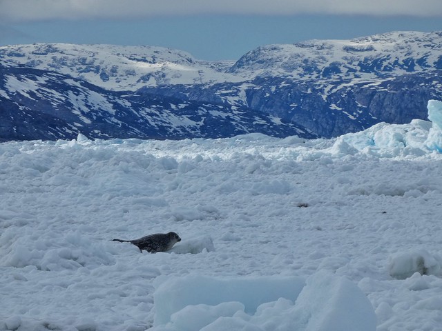 Foca en el entorno del glaciar Eqi (Oeste de Groenlandia)
