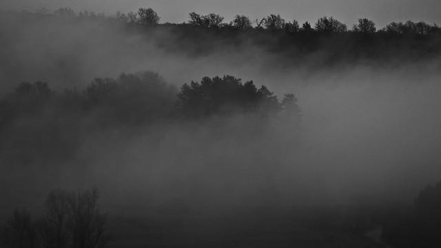 Trees half hidden in the mist (B&W)