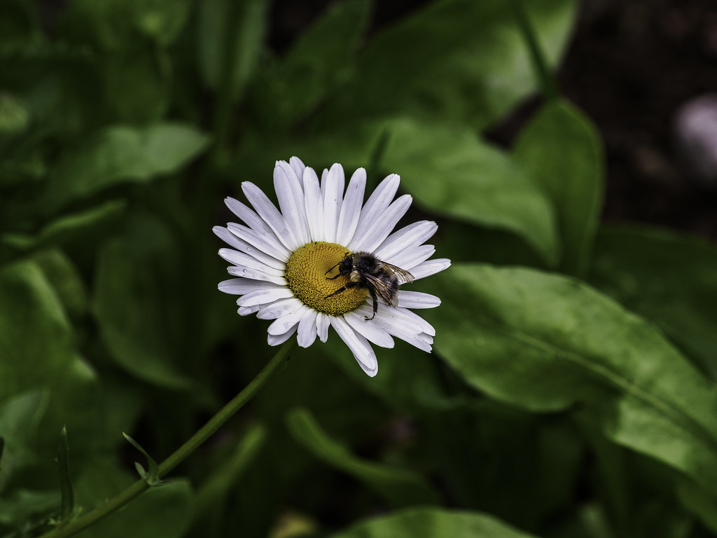 Shasta Daisy with bumblebee