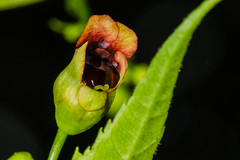 Maryland Figwort Flower