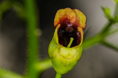 Maryland Figwort Flower
