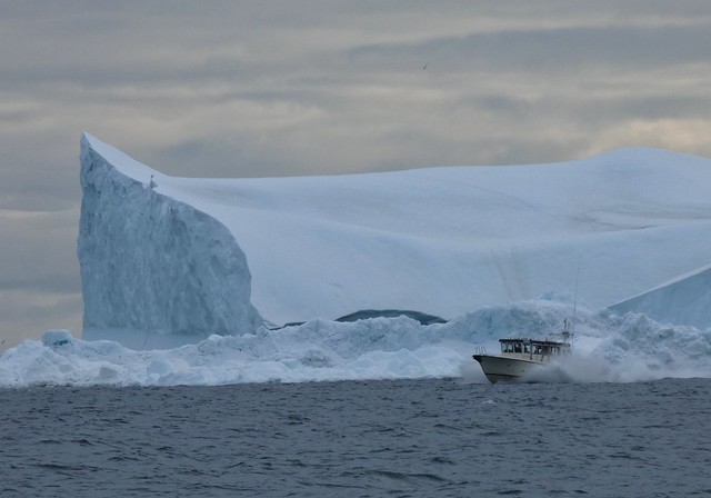 Navegación entre icebergs en el Fiordo de hielo de la Bahía de Disko (Oeste de Groenlandia)