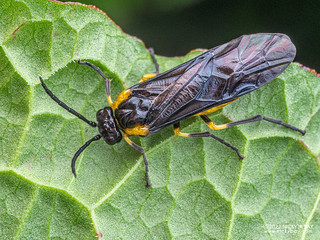 Sawfly (Andeana farcta) - P6067826