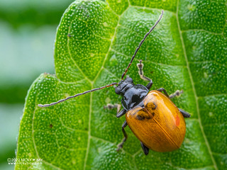 Leaf beetle (Chrysomelidae) - P6067815