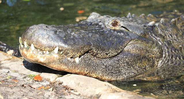 2017-02-04_1021-21-000 American alligators at Busch Gardens Tampa