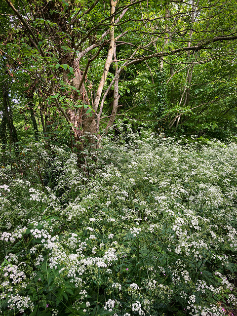 Hedgerow in May