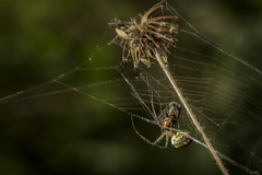 Weyer Henri - Makro