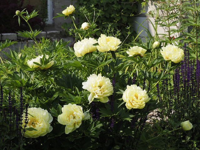 Paeonia itoh 'Bartzella'