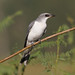 White-bellied cuckooshrike