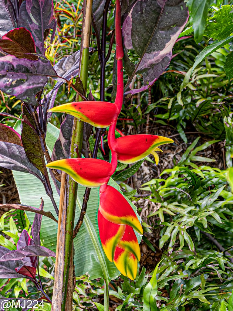 Hanging Lobster Claw Heliconia