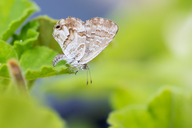 Cacyreus marshalli | trädgårdsblåvinge | Geranium Bronze