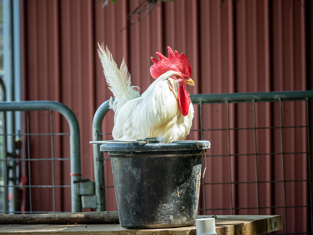 Rooster and Bucket - Winterville, Georgia USA