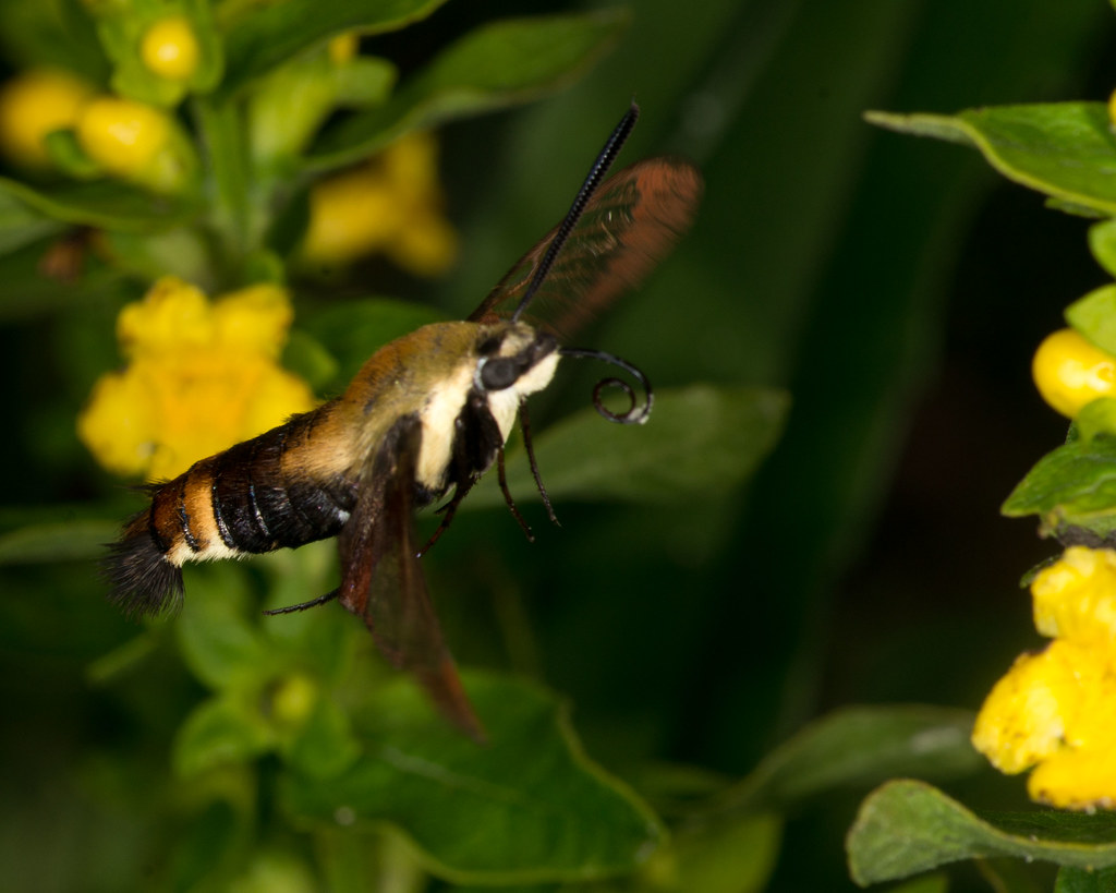 _DSC0556cc | clearwing bumblebee moth | BB's Bugs | Flickr
