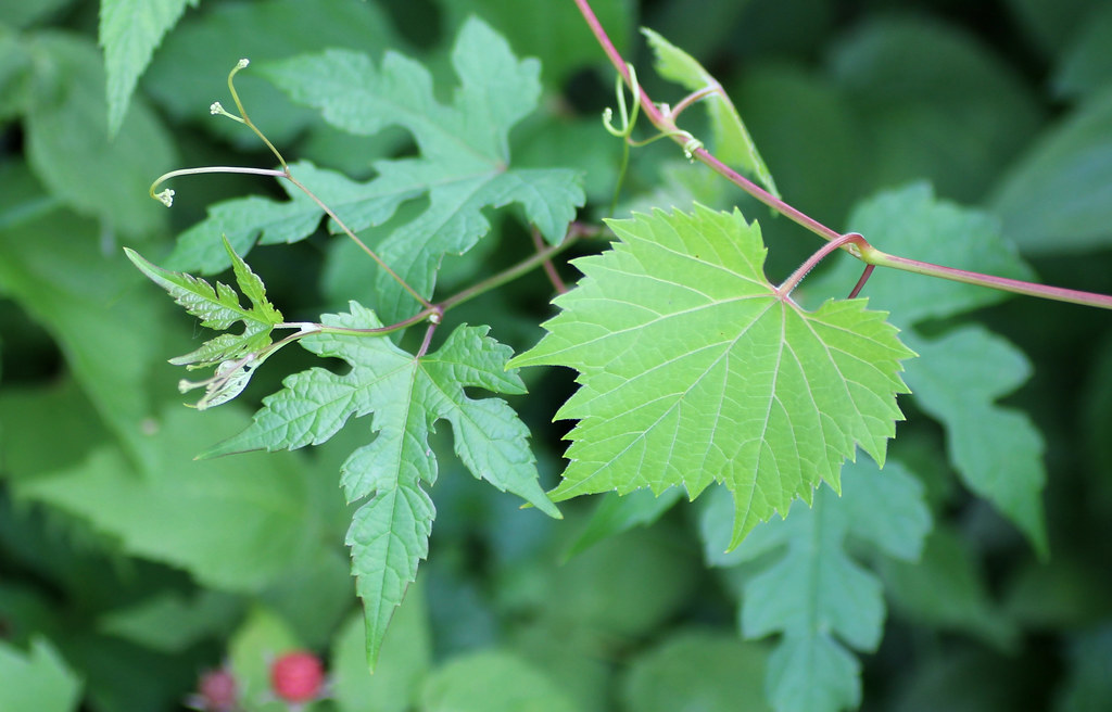 Wisconsin Invasive Grapevine Invasive Porcelain Berry and Native Wild Grape | Ampelopsis … | Flickr