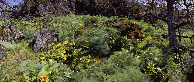 Wildflowers at Rowena, Oregon, April 2022