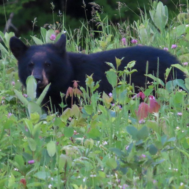 Black Bear in the Backyard