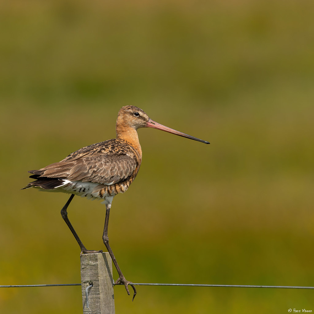 Black-tailed godwit on the Isle of Texel, the Netherlands.