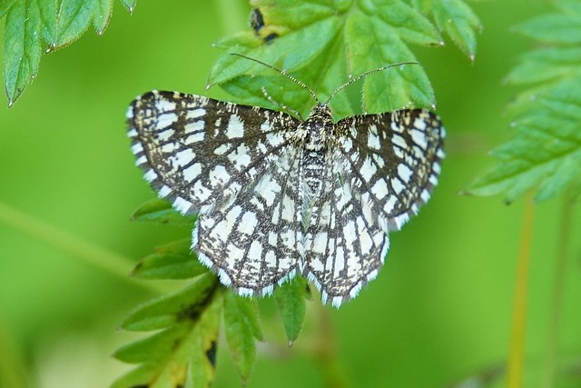 Common Heath female Moth