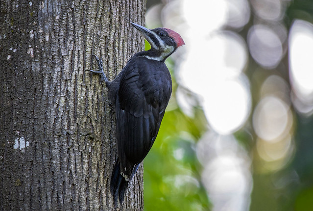 Pileated woodpecker (Dryocopus pileatus)