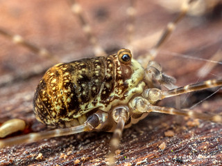 Harvestman (Sclerosomatidae) - P6067905