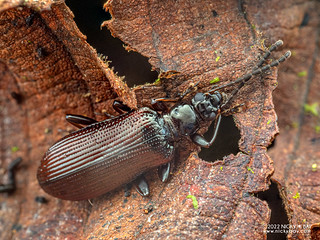 Darkling beetle (Lagriinae) - P6067799