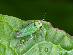 Leafhopper (Cicadellidae) - P6067794