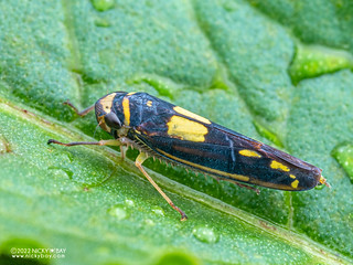 Leafhopper (Cicadellidae) - P6067790
