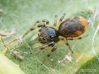 Jumping spider (Salticidae) - P6067666