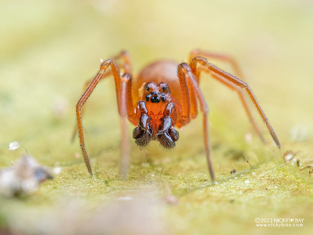 Sheet weaver spider (Linyphiidae) - P6067572
