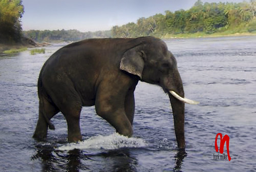 Phot.India.Kerala.Kodanand.Elephant.01.100611.0006.jpg by frankartculinary, India, Kerala or Kēraḷam, Kodanand
The Indian elephant is one of three extant recognised subspecies