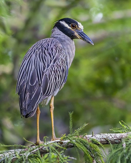 Yellow Crowned Night Heron, Green Cay Nature Preserve.