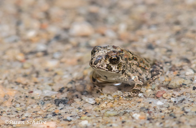 A tiny toad