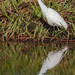 Reflected egret