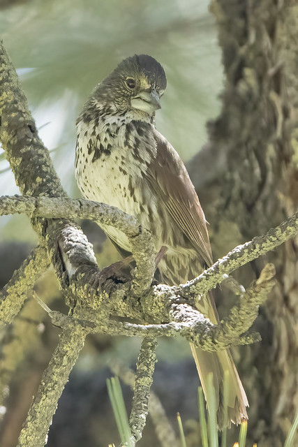 Thick-billed Fox Sparrow (Passerella iliaca stephensi) 3 062322