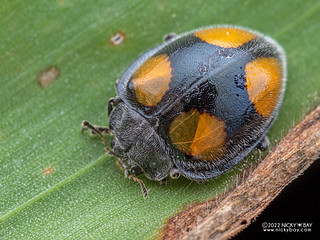 Ladybird beetle (Toxotoma sp.) - P6067712
