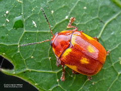Leaf beetle (Chrysomelidae) - P6067623