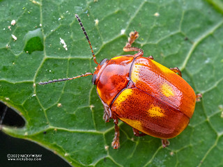 Leaf beetle (Cryptocephalini) - P6067623