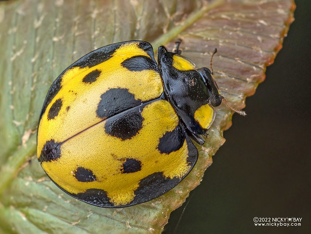 Ladybird beetle (Neda sp.) - P6067514