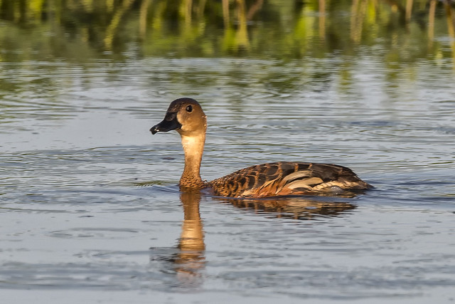 Wandering Whistling Duck ©