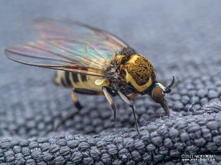 Black fly (Simuliidae) - P6067528