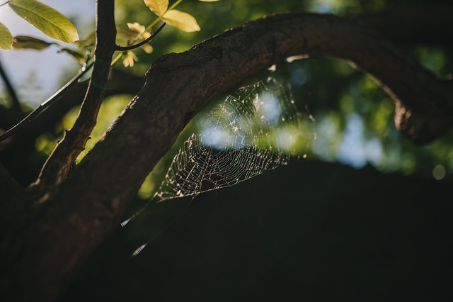 Spider web under a tree's branch