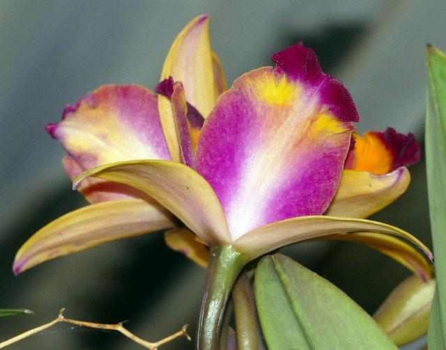 Cattlianthe Tropical Aurora peloric hybrid orchid 6-22